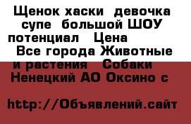Щенок хаски, девочка супе, большой ШОУ потенциал › Цена ­ 50 000 - Все города Животные и растения » Собаки   . Ненецкий АО,Оксино с.